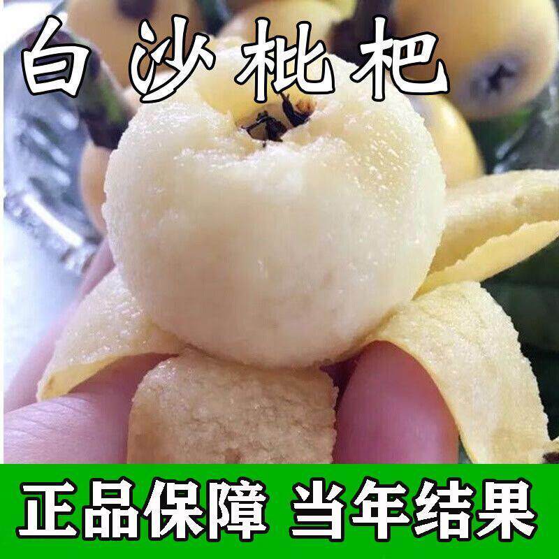 [白沙枇杷树苗]洞庭白沙无核枇杷树嫁接枇杷苗当年结果南北方种植