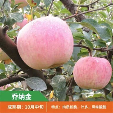[乔纳金苹果树苗]冰糖心耐寒嫁接苹果苗南北方种植盆栽地栽果树苗
