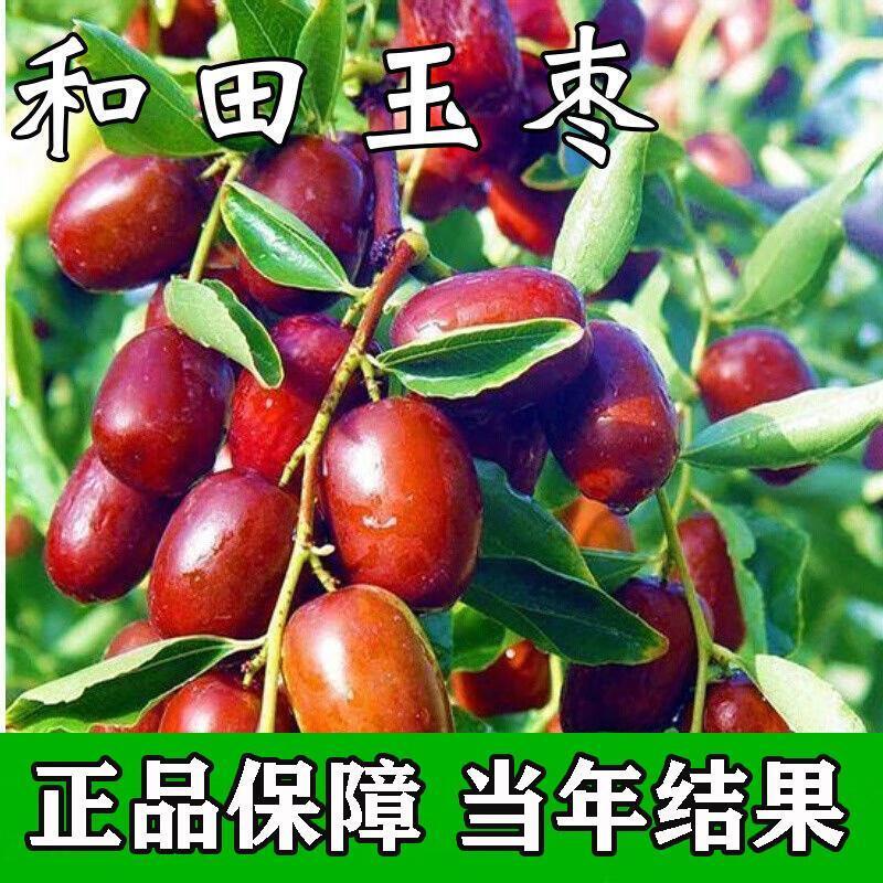 [和田玉枣树苗]沾化冬枣树苗特大枣苗冰糖枣果树苗耐寒南北方种植