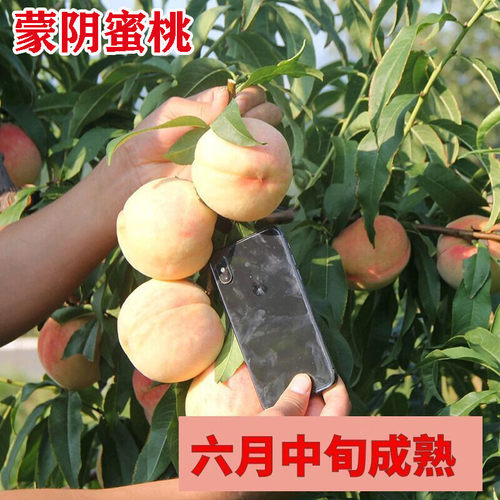 蒙阴蜜桃树苖桃树果苗嫁接苗黄桃冬桃油桃树果苗南方北方种植桃苗