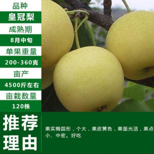 [皇冠梨树苗]梨树冰糖雪梨红梨当年结果苗盆栽地栽耐寒南北方种