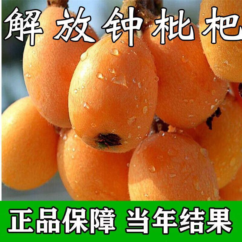 解放钟枇杷树苗洞庭白沙无核枇杷树嫁接枇杷苗当年结果南北方种