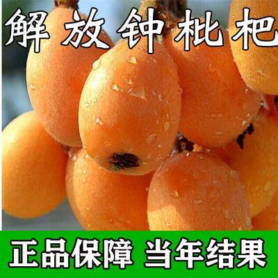 解放钟枇杷树苗洞庭白沙无核枇杷树嫁接枇杷苗当年结果南北方种