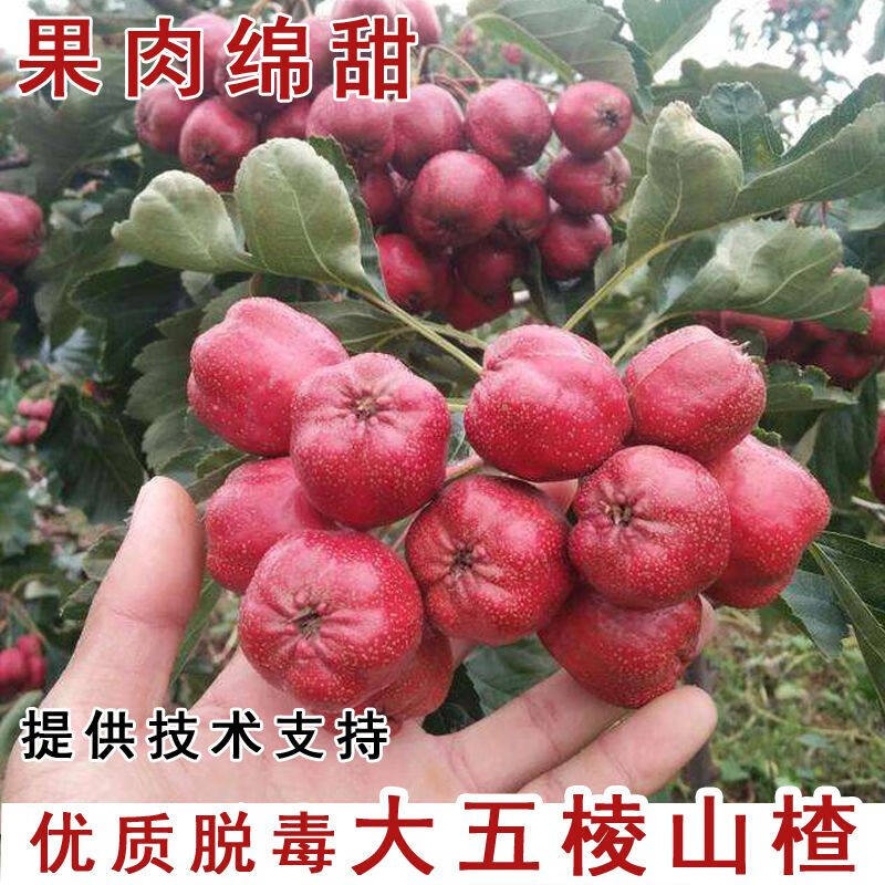 【大五棱山楂树苗】嫁接甜山楂无核山楂果树苗盆栽地栽南北方种植