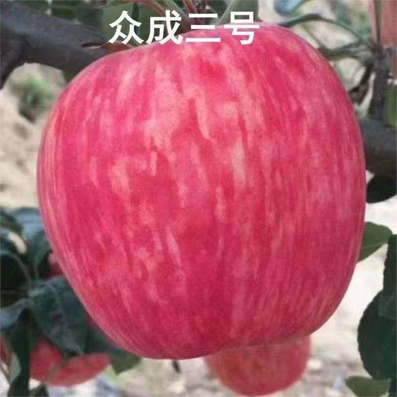 新品种众成一号苹果树苗嫁接红富士冰糖心众成三号果树苗当年结果
