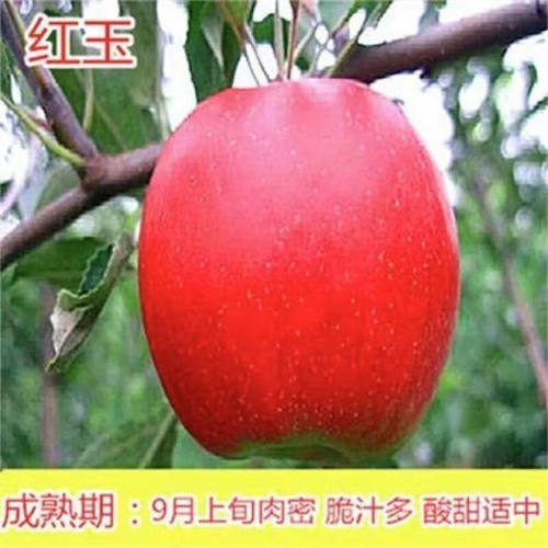 【红玉苹果树苗】冰糖心耐寒嫁接苹果苗南北方种植盆栽地栽果树