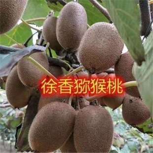 徐香猕猴桃树苗红阳猕猴桃庭院阳台盆栽地栽南方北方种植隔年结果