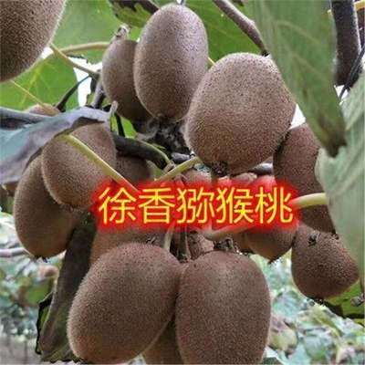 徐香猕猴桃树苗红阳猕猴桃庭院阳台盆栽地栽南方北方种植隔年结果