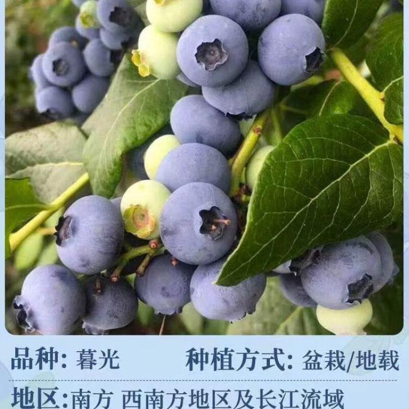 【暮光蓝莓苗】盆栽蓝莓果树苗大果蓝莓耐寒南方北方室内室外种植图片
