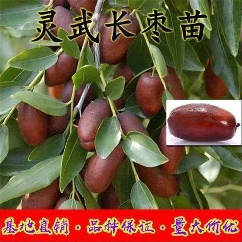 灵武长枣树苗特大嫁接枣树活苗冬枣树苗南北方种植当年结果