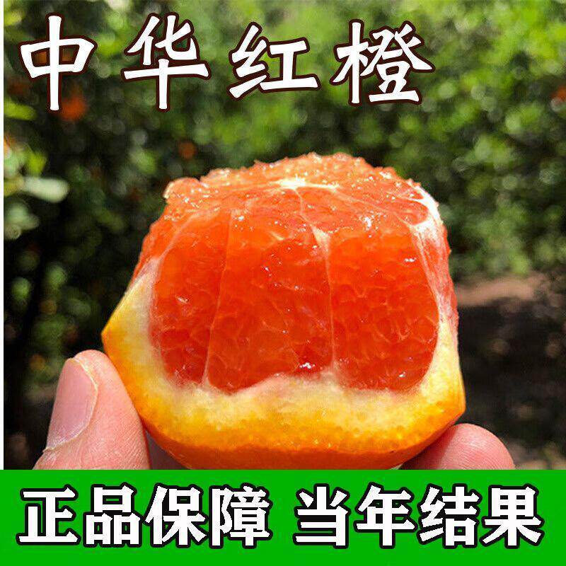 [中华红橙子树苗]正宗嫁接高产大果南被方种植红光橙血橙脐橙果苗