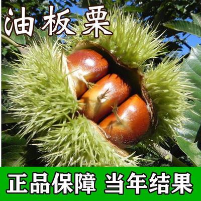 [油板栗苗]嫁接大果板栗树苗当年结果树苗盆栽地栽耐寒南北方种植