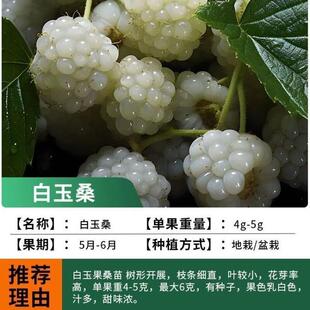 【白玉桑椹苗】桑椹果树桑果树苗当年结果养蚕桑椹树苗南北方种