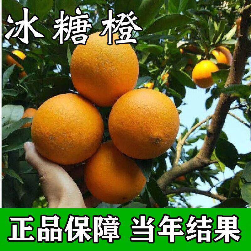 【冰糖橙子树苗】正宗嫁接高产大果南被方种植红光橙血橙脐橙果苗