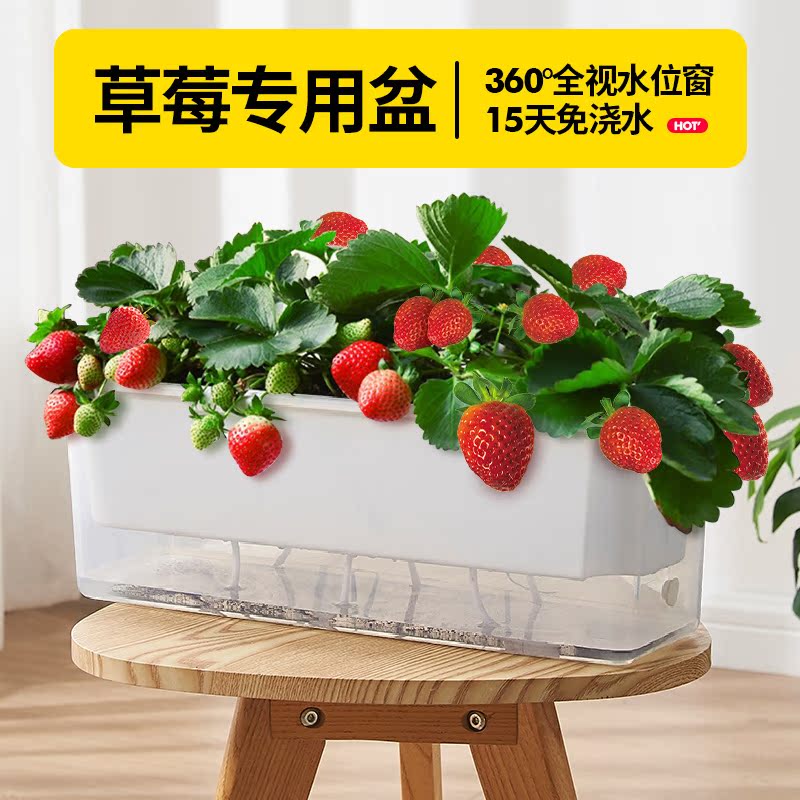 省空间懒人自吸水抗菌草莓种植盆