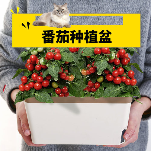 小番茄种植盆自吸水花盆