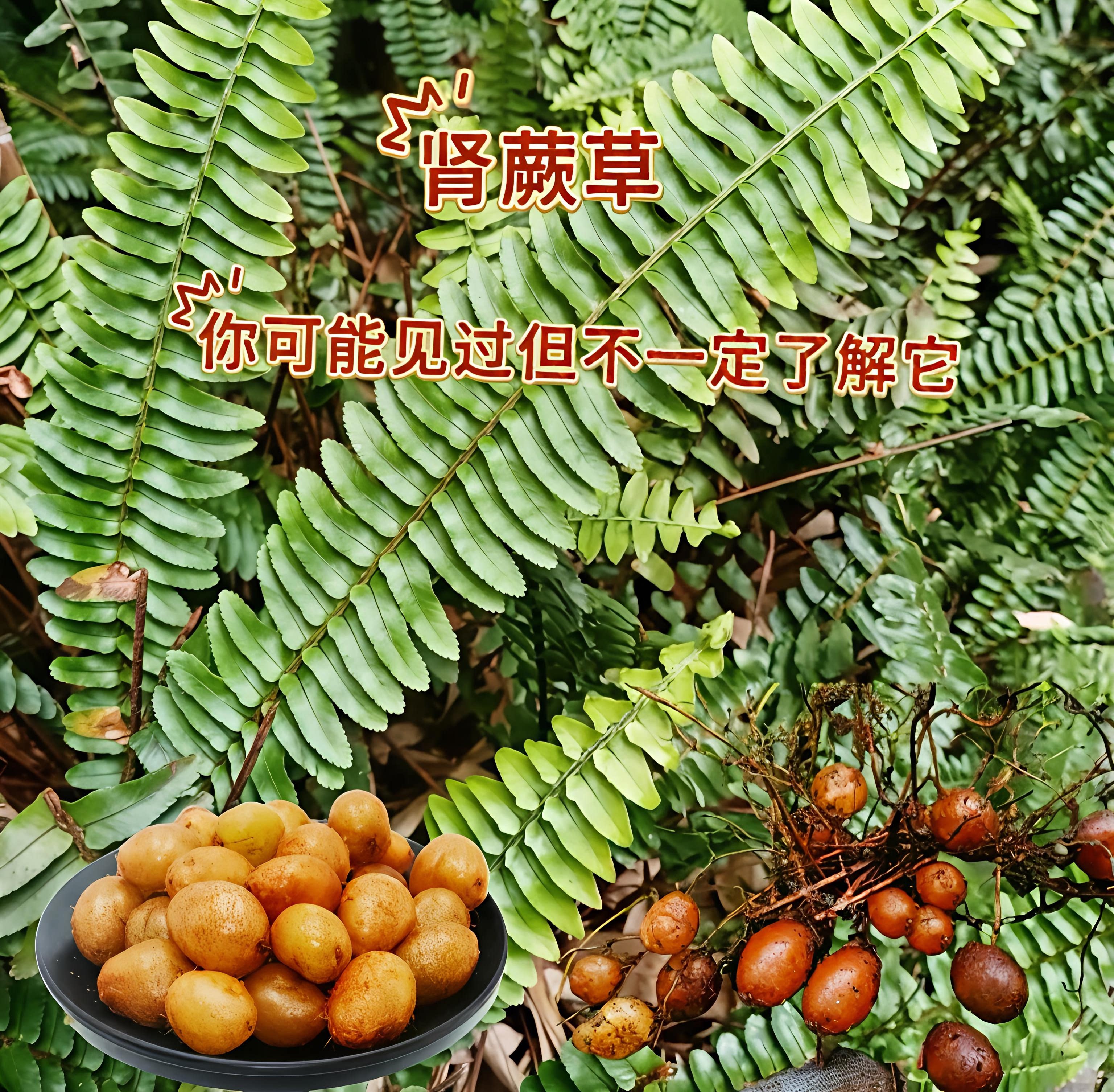 贵州深山野生肾蕨草新鲜采摘肾蕨草中草药现摘现发肾阙果煲汤食材