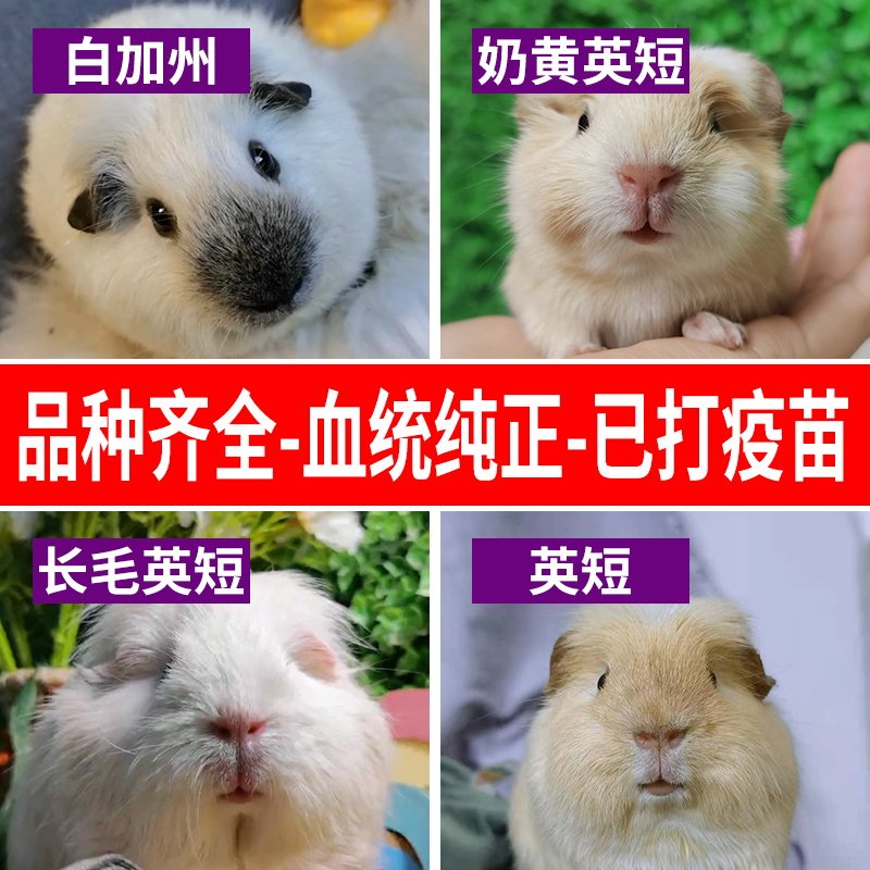 宠物荷兰猪活体 加州奶黄卷毛荷兰鼠活物 英短美泰宝宝天竺鼠豚鼠