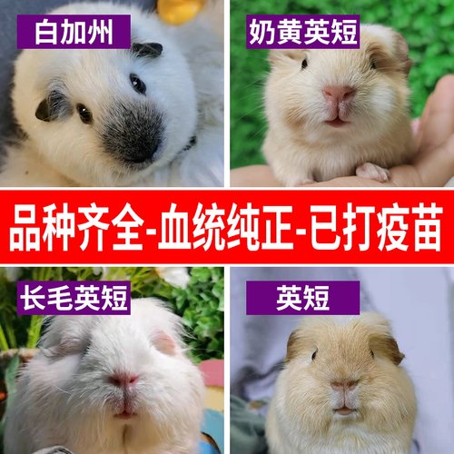 宠物荷兰猪活体 加州奶黄卷毛荷兰鼠活物 英短美泰宝宝天竺鼠豚鼠