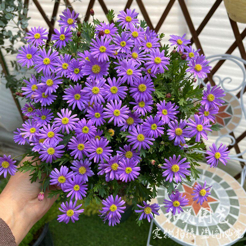 姬小菊盆栽 庭院阳台花卉 唯美清新五色菊 喜凉耐寒花期超长 包邮