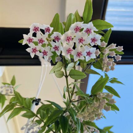 贝拉内 外 锦球兰垂o吊品种开花机器香味多年生阳台植物室内植物