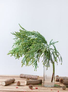 松柏松树枝圣诞松l树柏树柏树枝圣诞松树新鲜活松树枝条圣诞节装