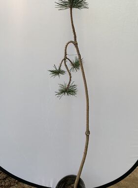 提根文人黑松五针l松盆景黄山松大型造型老桩迎客松庭院阳台绿化