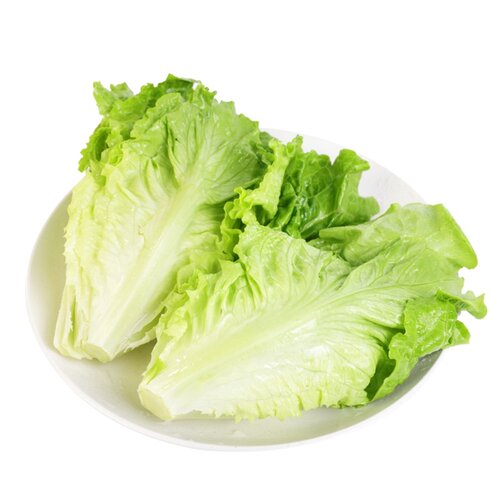 山姆会员超市代购 供港生菜 600g 生吃叶子青菜沙拉 有机新鲜蔬菜