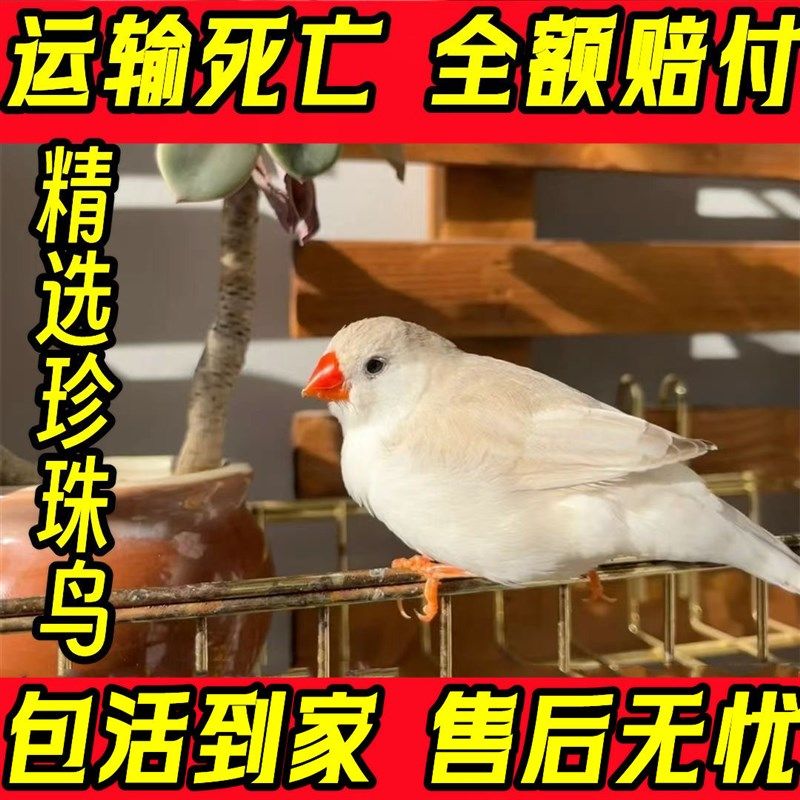 小珍珠鸟宠物鸟灰白鸟七彩鸟灰白珍珠活鸟萌宠物鸟一对可繁殖,宠物/宠物食品及用品,鸟,淘宝优惠券,粉丝福利购,淘宝优惠卷