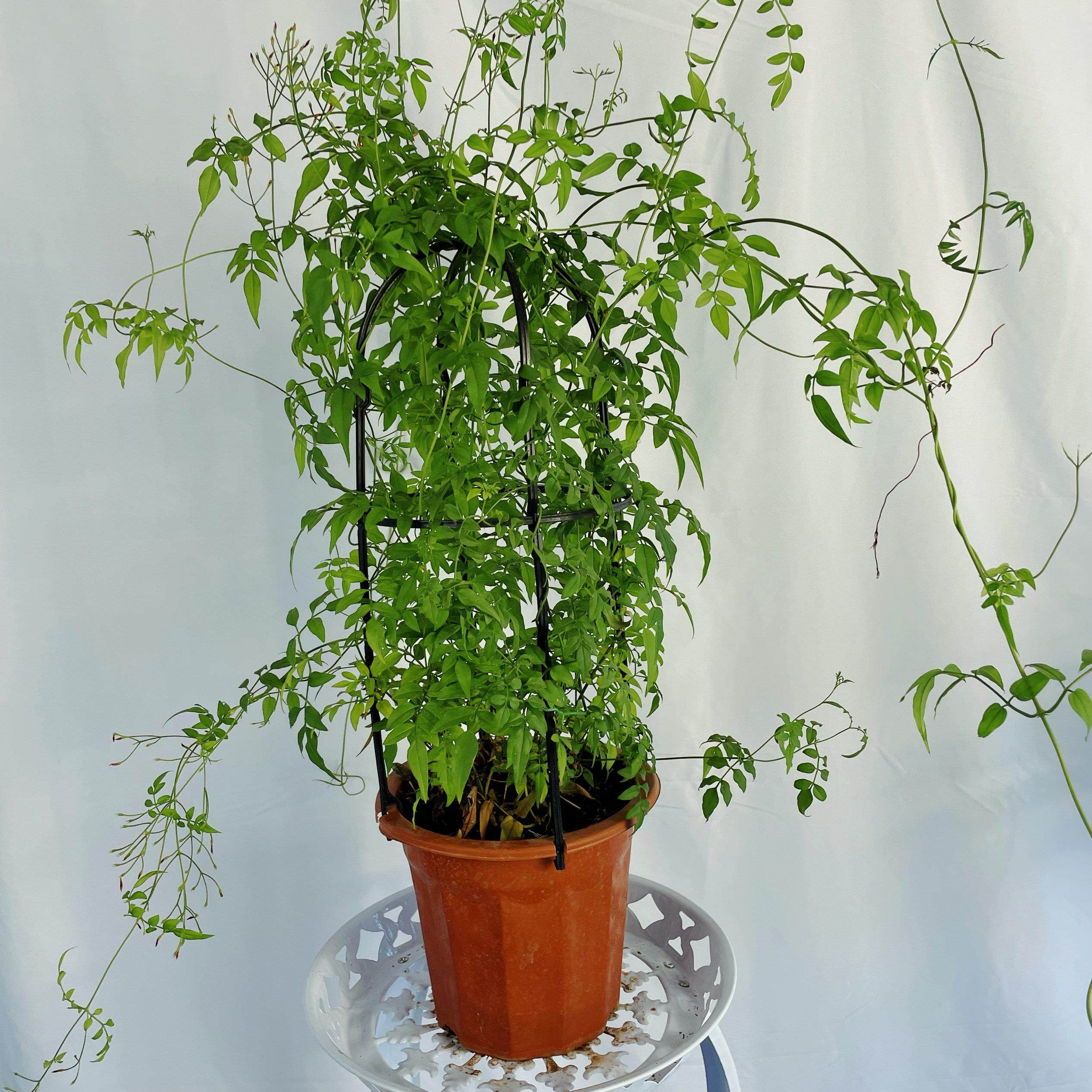 素馨花盆栽多花花卉室内阳台庭院四季易活懒人花爬藤藤蔓绿植花卉,鲜花速递/花卉仿真/绿植园艺,造型盆景,淘宝优惠券,粉丝福利购,淘宝优惠卷