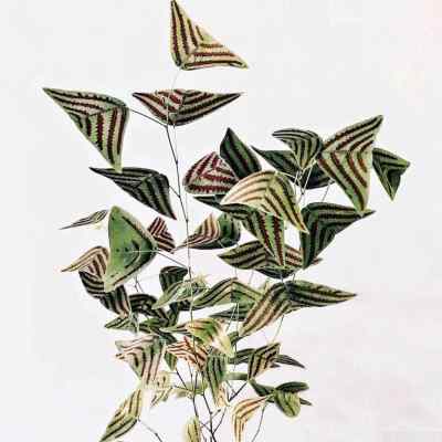 ins风室内阳台盆栽蝴蝶蔓蝙蝠草 飞机草Christia obcordata盆栽