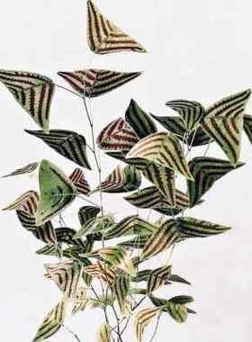 ins风室内阳台盆栽蝴蝶蔓蝙蝠草 飞机草Christia obcordata盆栽