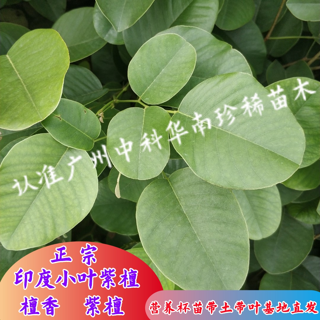 正宗印度小叶紫檀树苗名贵紫檀树苗檀香紫檀树苗带土带叶基地发货