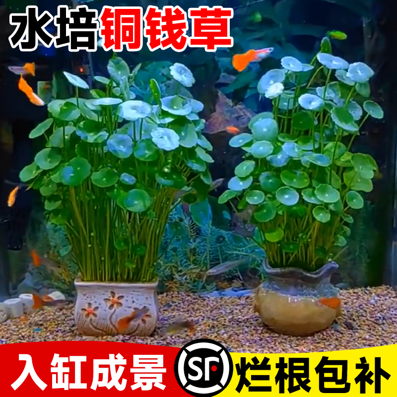 铜钱草水养鱼缸四季常青
