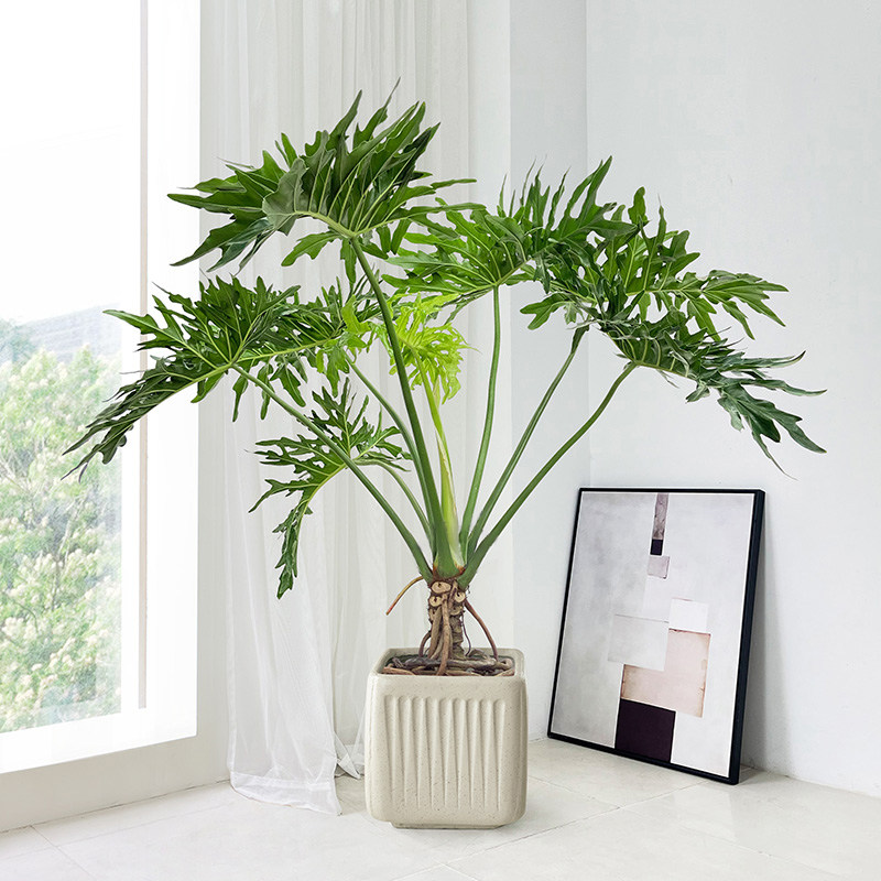 龙鳞春羽老桩室内大型植物耐阴盆栽客厅大叶绿植落地景观造景庭院