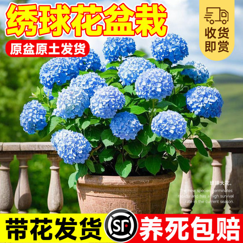 绣球花盆栽带花苞花苗无尽夏室内庭院花卉绿植物阳台好养四季开花