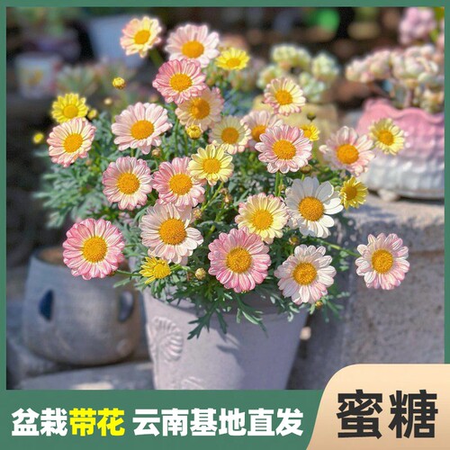 庭院花苞植物室内玛格丽特盆栽