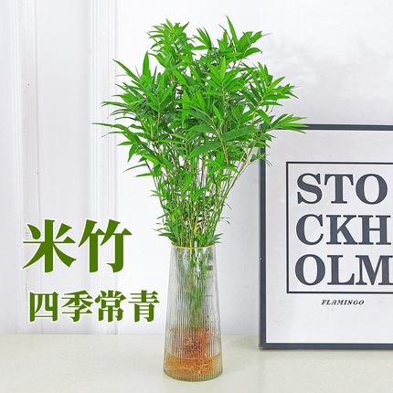 水培米竹盆栽室内植物小叶绿植矮化竹子苗办公桌面观赏凤尾竹盆景
