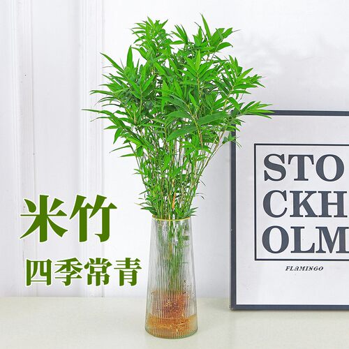 米竹桌面不开花四季常青