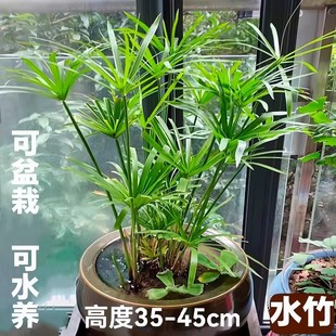 水竹旱伞草水葱萱草香蒲水生植鱼池塘造景庭院净化水质盆栽风车草
