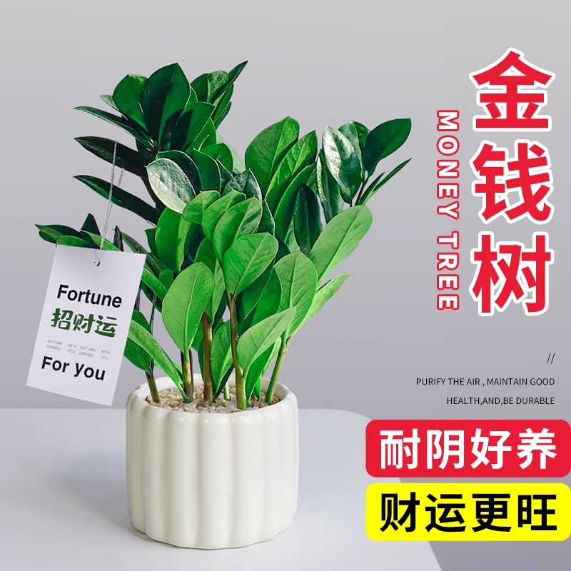 金钱树盆栽室内小绿植发财树