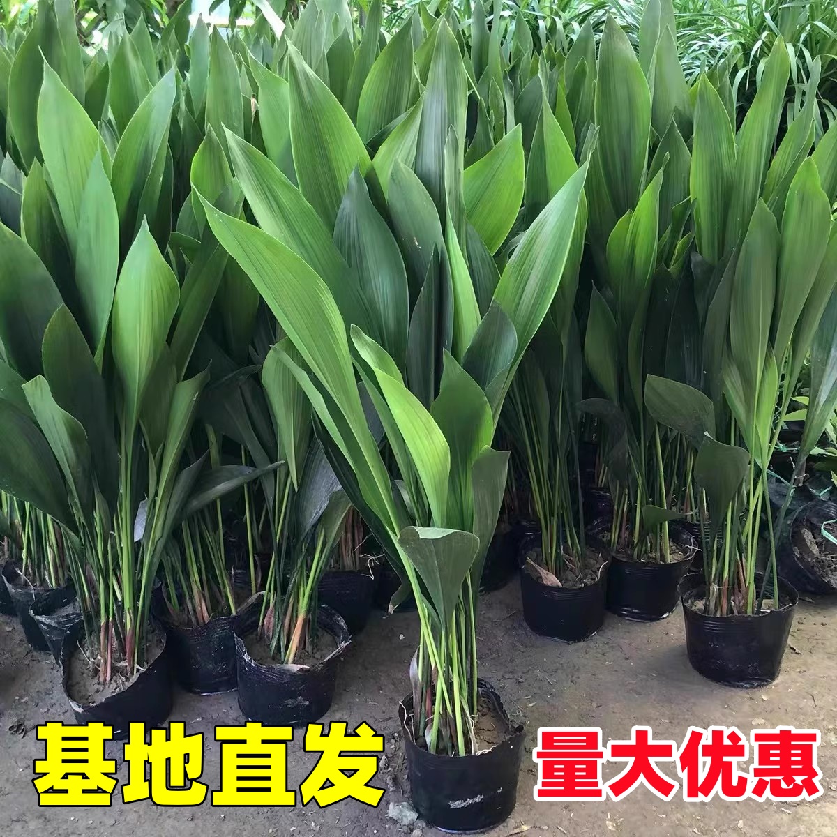 一叶兰盆栽植物室内客厅大叶观叶基地四季常青耐寒净化空气吸甲醛