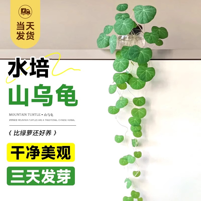 山乌龟植物阳台四季常青好养