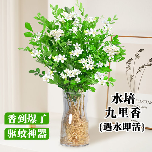 九里香盆栽水培植物驱蚊竹