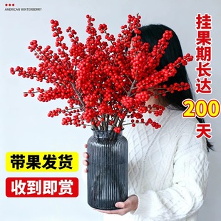 水培新年北美冬青鲜切枝花束植物客厅喜庆鲜红果水养室内年宵真花