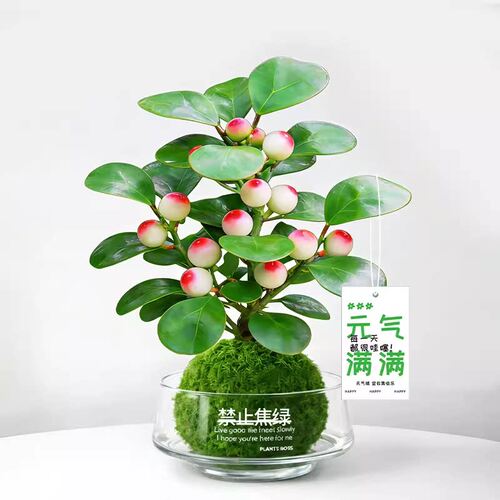 小盼菩提盆栽水培植物苔藓球办公室内带果花卉四季好养茶桌面绿植