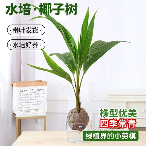 水培椰子苗青椰绿植盆栽椰子苗带皮带壳发货椰子树观赏植物