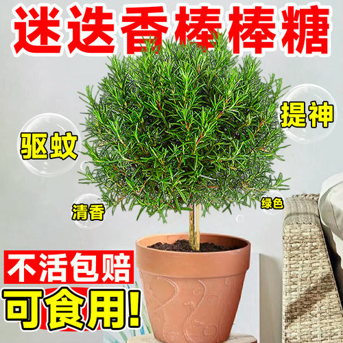 婉芳阳台迷迭香盆栽老桩好养