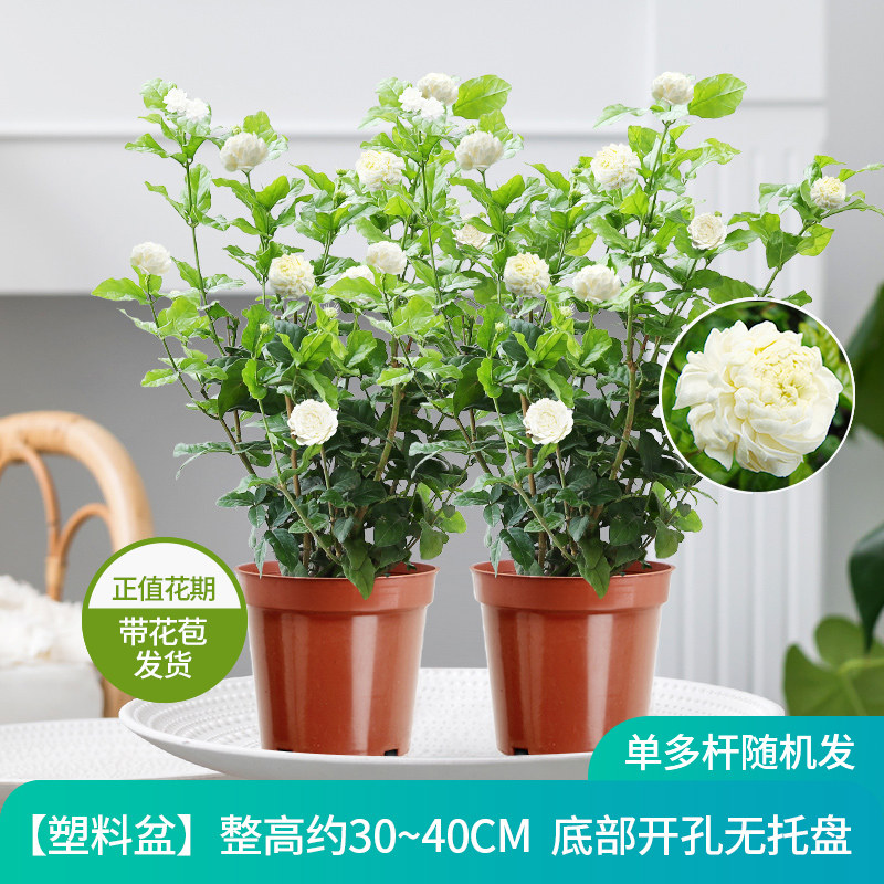 重瓣虎头茉莉花盆栽带花苞茉莉阳台耐热植物室内浓香花卉绿植盆景