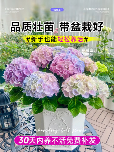 带花绣球花苗大花无尽夏花盆栽带花卉室内庭院木绣球鲜花老桩植物